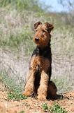 AIREDALE TERRIER 231